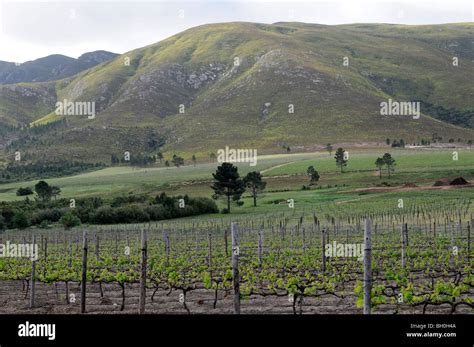  Klein Karoo Wine Route: En resa genom södra Afrikas smakrika landskap!