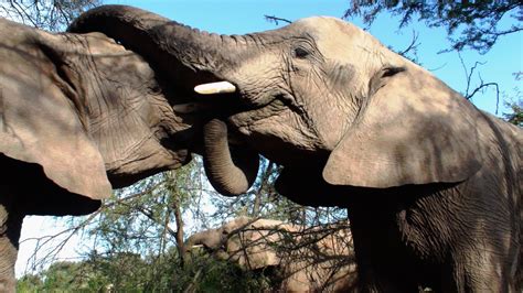  Pietersburg Zoo: En Värld av Djur och Historiska Äventyr i Limpopo!